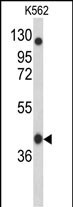 Western blot analysis of APOBEC3F Antibody (N-term) (Cat. #AP9176a) in K562 cell line lysates (35ug/lane). APOBEC3F (arrow) was detected using the purified Pab.