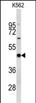 Western blot analysis of EIF4A2 Antibody (C-term) (Cat. #AP9190b) in K562 cell line lysates (35ug/lane). EIF4A2 (arrow) was detected using the purified Pab.