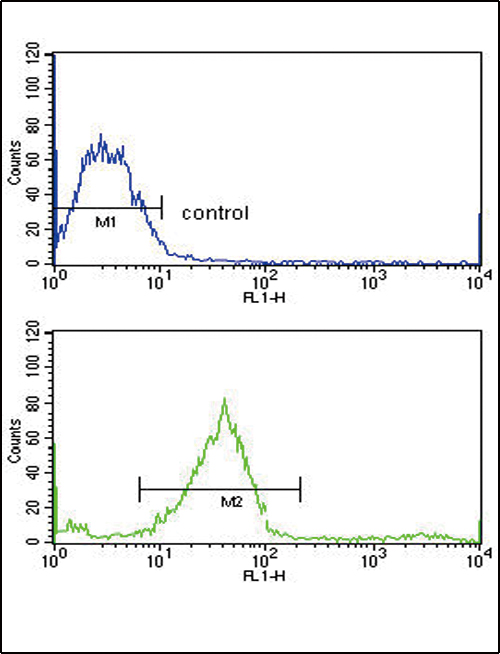FC - GALNT3 Antibody (Center) AP9208C