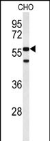 Western blot analysis of ACTR5 Antibody (C-term) (Cat. #AP9266b) in CHO cell line lysates (35ug/lane). ACTR5 (arrow) was detected using the purified Pab.