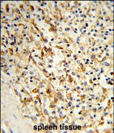 IHC-P - PCAT1 Antibody (C-term) AP9310b