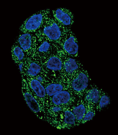 Confocal immunofluorescent analysis of GPX1 Antibody (C-term)(Cat#AP9315b) with HepG2 cell followed by Alexa Fluor 488-conjugated goat anti-rabbit lgG (green). DAPI was used to stain the cell nuclear (blue).
