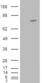 WB - Goat Anti-ARHGEF4 Antibody AF1099a