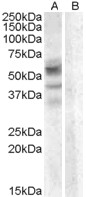 WB - Goat Anti-Arylsulfatase D Antibody AF1116a
