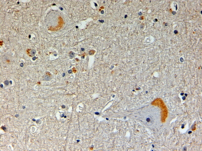 IHC - Goat Anti-CAPON / NOS1AP Antibody AF1187a