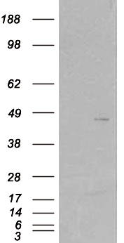 WB - Goat Anti-SCAP2 / PRAP Antibody AF1962a