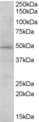 WB - Goat Anti-STAP2 / BKS Antibody AF2039a