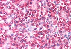 IHC - Goat Anti-Ymer / CCDC50 Antibody AF2167a