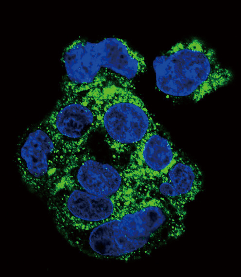 Confocal immunofluorescent analysis of CSF1R Antibody(Cat#AP7604d) with HepG2 cell followed by Alexa Fluor 488-conjugated goat anti-rabbit lgG (green).DAPI was used to stain the cell nuclear (blue).