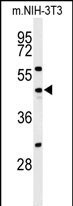 Western blot analysis of CDC25C Antibody (Center) (Cat. #AP7862d) in NIH-3T3 cell line lysates (35ug/lane). CDC25C (arrow) was detected using the purified Pab.