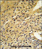 IHC-P - COQ5 Antibody (Center) AP9319c