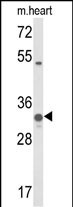 WB - COQ5 Antibody (Center) AP9319c