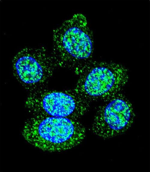 Confocal immunofluorescent analysis of ACP1 Antibody (N-term)(Cat#AP9411a) with Hela cell followed by Alexa Fluor 488-conjugated goat anti-rabbit lgG (green). DAPI was used to stain the cell nuclear (blue).