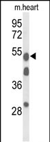 Western blot analysis of A1BG Antibody (Center) (Cat. #AP9444c) in mouse heart tissue lysates (35ug/lane). A1BG (arrow) was detected using the purified Pab.