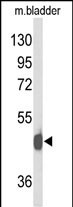 Western blot analysis of NPY2R Antibody (N-term) (Cat. #AP9466a) in mouse bladder tissue lysates (35ug/lane). NPY2R (arrow) was detected using the purified Pab.