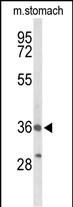 Western blot analysis of BRS3 Antibody (Center) (Cat. #AP9474c) in mouse stomach tissue lysates (35ug/lane). BRS3 (arrow) was detected using the purified Pab.