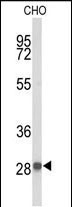 WB - YIPF5 Antibody (N-term) AP9554b