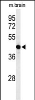 Western blot analysis of AGPAT6 Antibody (N-term) (Cat. #AP9647a) in mouse brain tissue lysates (35ug/lane).AGPAT6 (arrow) was detected using the purified Pab.