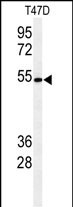 WB - KTEL1 Antibody (C-term) AP9678b