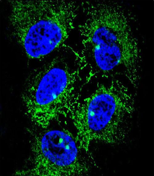 Confocal immunofluorescent analysis of ADH7 Antibody (C-Term) (Cat. #AP9703b) with NCI-H460 cell followed by Alexa Fluor� 488-conjugated goat anti-rabbit lgG (green). DAPI was used to stain the cell nuclear (blue).