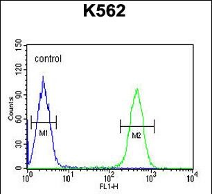 FC - HDAC2 Antibody (Center) AP9762c