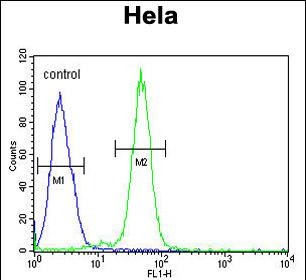 FC - AGXT2 Antibody (C-term) AP9834b