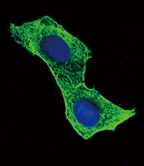 Confocal immunofluorescent analysis of ACTB Antibody (Cat#AM1829b) with Hela cell followed by Alexa Fluor� 488-conjugated goat anti-mouse lgG (green). DAPI was used to stain the cell nuclear (blue).