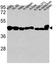 WB - Beta-Actin  Antibody AM1829B