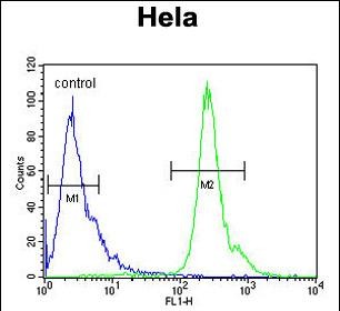 FC - PNPLA8 Antibody (N-term) AP4706a