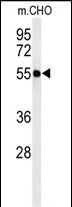 WB - ATL3 Antibody (Center) AP4715c