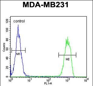 FC - CJ119 Antibody (N-term) AP4727a
