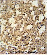 IHC-P - CJ119 Antibody (N-term) AP4727a