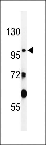 WB - SAC2 Antibody (N-term) AP4732a