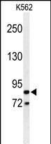 WB - AVIL Antibody (N-term) AP4756a