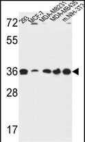 WB - TOR1B Antibody (Center) AP4771c