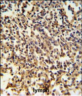 IHC-P - RNASEH2B Antibody (Center) AP4774c