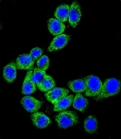 Confocal immunofluorescent analysis of CD46 Antibody (C-term) (Cat. #AP4785b) with Hela cell followed by Alexa Fluor� 489-conjugated goat anti-rabbit lgG (green). DAPI was used to stain the cell nuclear (blue).
