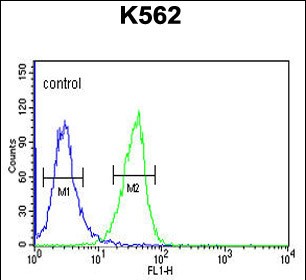 FC - IN80B Antibody (Center) AP4837C