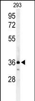 Western blot analysis of CCR1 Antibody (N-term) (Cat. #AP4859a) in 293 cell line lysates (35ug/lane). CCR1 (arrow) was detected using the purified Pab.