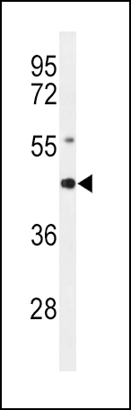 Western blot analysis of AGER Antibody (N-term) (cat. #AP4861a) in mouse lung tissue lysates (35ug/lane). AGER (arrow) was detected using the purified Pab.