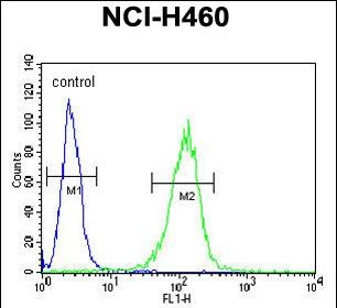 FC - COQ9 Antibody (Center) AP4890c
