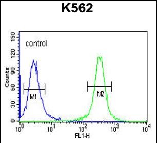 FC - HSP90B1 Antibody (N-term) AP4899A