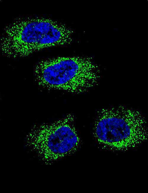 Confocal immunofluorescent analysis of HSP90B1 Antibody (N-term)(Cat#AP4899a) with NCI-H460 cell followed by Alexa Fluor 488-conjugated goat anti-rabbit lgG (green). DAPI was used to stain the cell nuclear (blue).