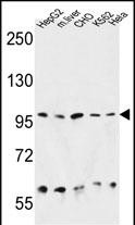 WB - HSP90B1 Antibody (N-term) AP4899A