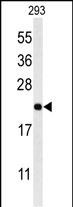 Western blot analysis of MRAP Antibody (N-term) (Cat. #AP9980a) in 293 cell line lysates (35ug/lane). MRAP (arrow) was detected using the purified Pab.