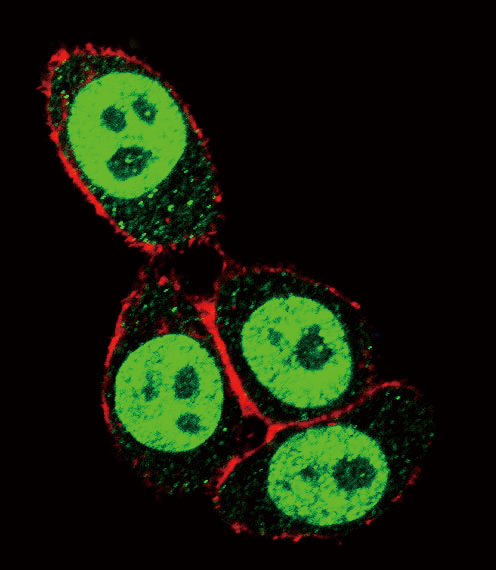 Confocal immunofluorescent analysis of SMAD3-S208 Antibody(Cat#AP9995a) with Hela cell followed by Alexa Fluor 488-conjugated goat anti-rabbit lgG (green). Actin filaments have been labeled with Alexa Fluor 555 phalloidin (red).