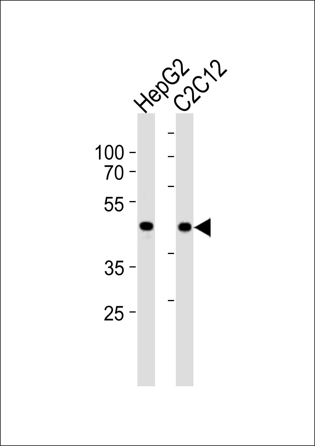 WB - SMAD3-S208 Antibody AP9995a