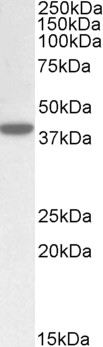 WB - Goat Anti-KEO4 / ERLIN1 Antibody AF2187a