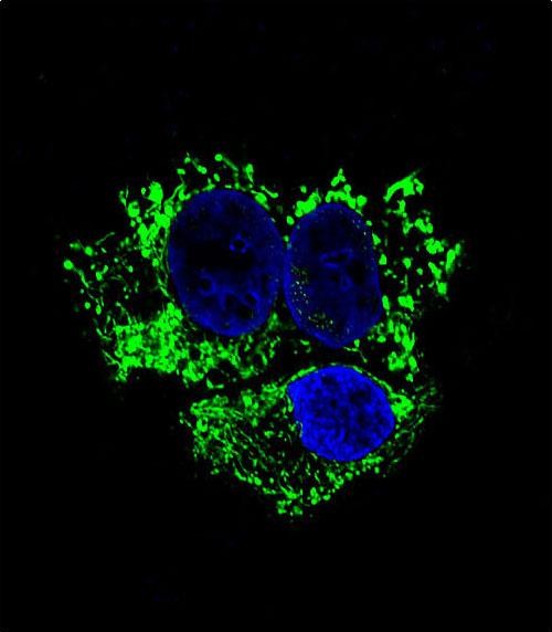 Confocal immunofluorescent analysis of ALDH2 Antibody (Cat#AM1831a) with HepG2 cell followed by Alexa Fluor� 488-conjugated goat anti-mouse lgG (green). DAPI was used to stain the cell nuclear (blue).