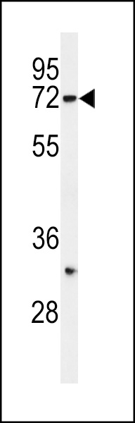 WB - HRD1 Antibody (N-term) AP2184e